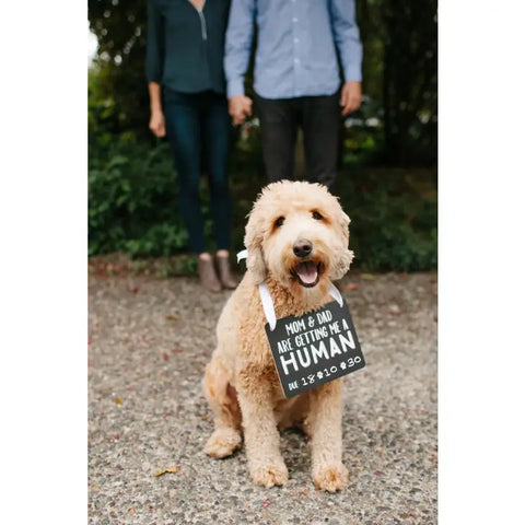 Pet's Baby Announcement Chalkboard